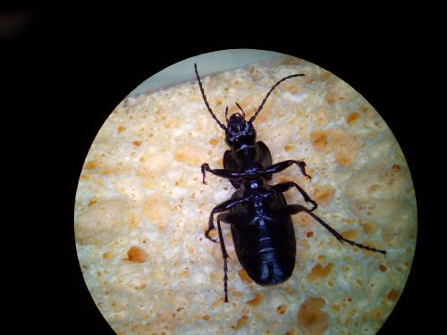 Réf. 181 543 : Pterostichus externepunctatus