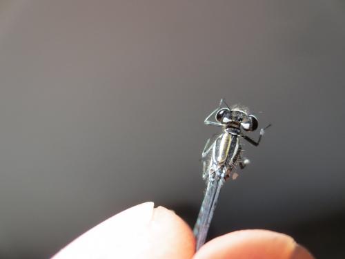 Coenagrion puella