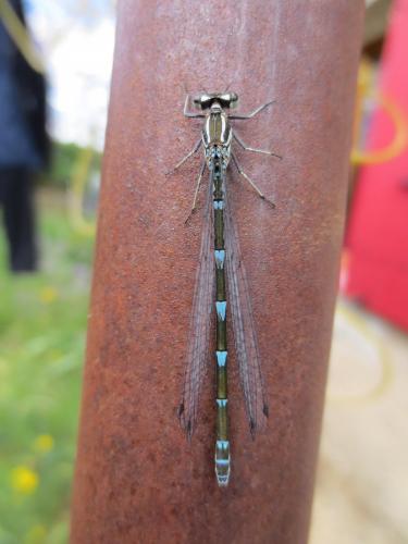 Coenagrion puella