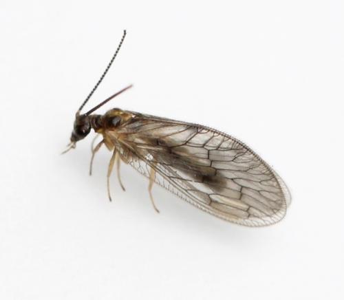 Réf. 181 834 : Sympherobius sp.