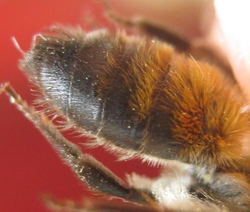 Andrena synadelpha