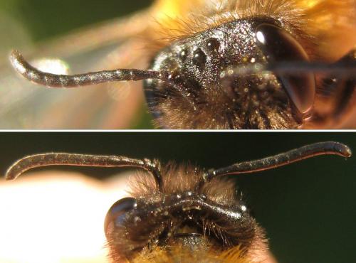 Andrena synadelpha