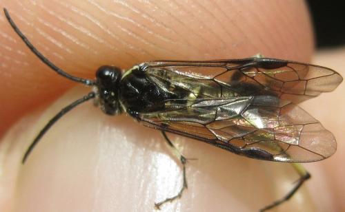 Macrophya alboannulata