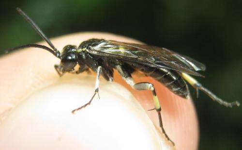Réf. 181 301 : Macrophya alboannulata