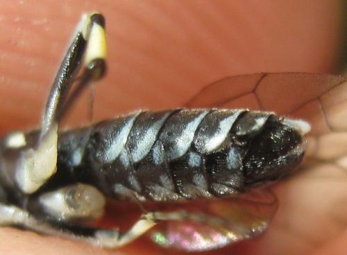 Réf. 181 299 : Macrophya alboannulata