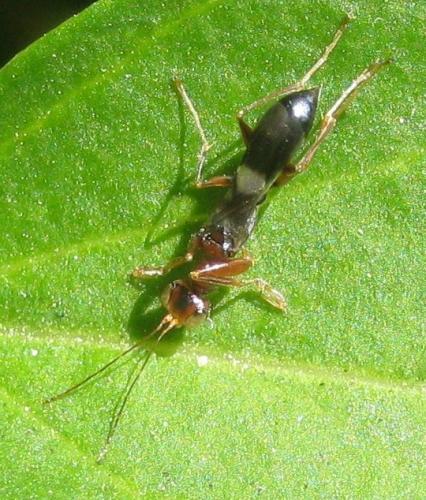 Dryinus sp.