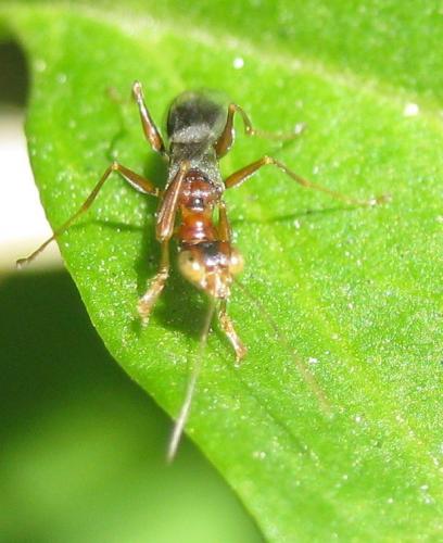 Réf. 181 320 : Dryinus sp.