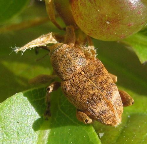 Curculio venosus