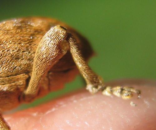 Réf. 181 526 : Curculio venosus