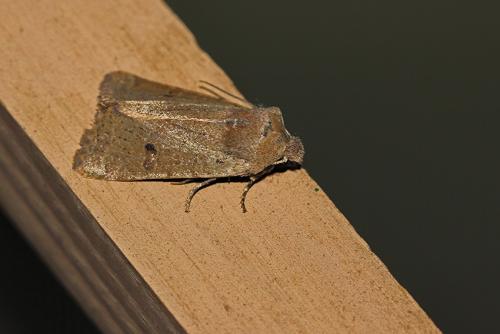 Réf. 181 502 : Xanthia ruticilla