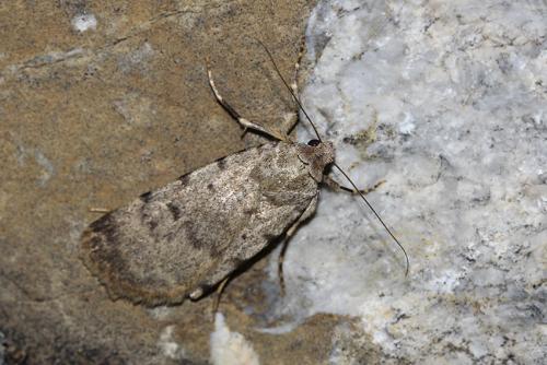 Autophila dilucida