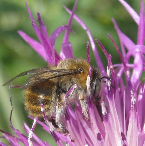 Anthophora quadrimaculata