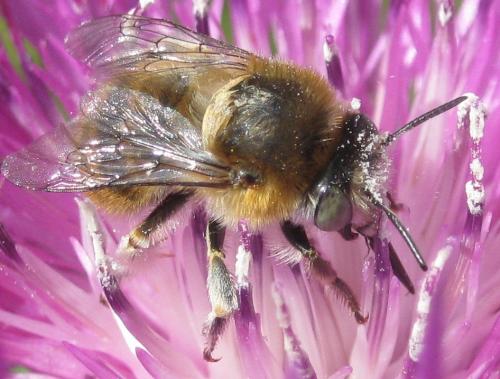 Anthophora quadrimaculata