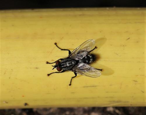 Sarcophaga sp.