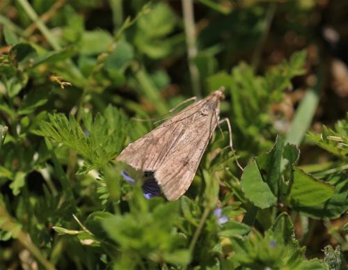 Nomophila noctuella