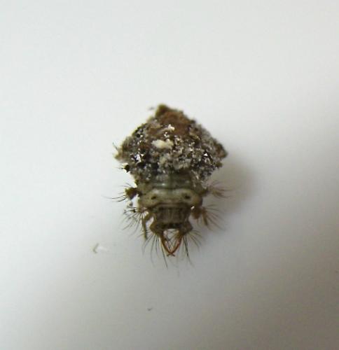 Réf. 181 001 : Pseudomallada sp.