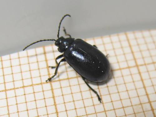 Réf. 181 002 : Agelastica alni