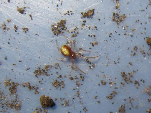 Neottiura bimaculata