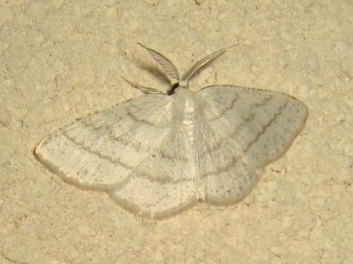 Réf. 181 008 : Cabera pusaria