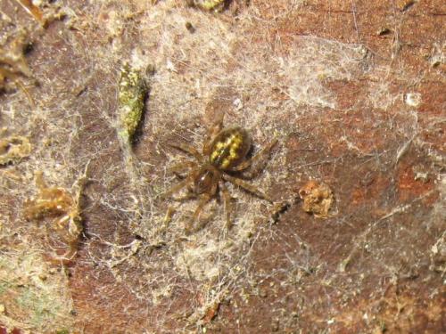 Amaurobius sp.