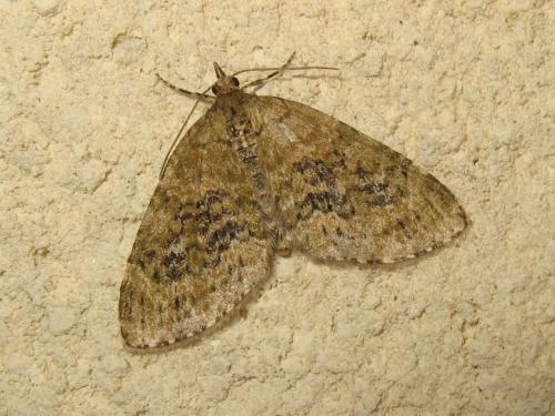Réf. 181 135 : Acasis viretata