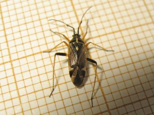 Réf. 181 064 : Harpocera thoracica