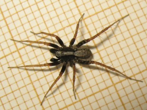 Pardosa sp.