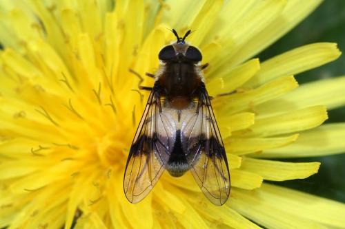 Leucozona lucorum