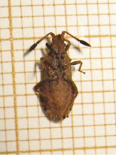 Réf. 181 416 : Strobilotoma typhaecornis
