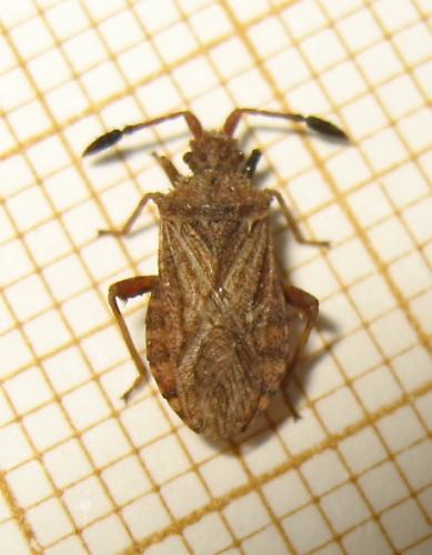 Réf. 181 417 : Strobilotoma typhaecornis