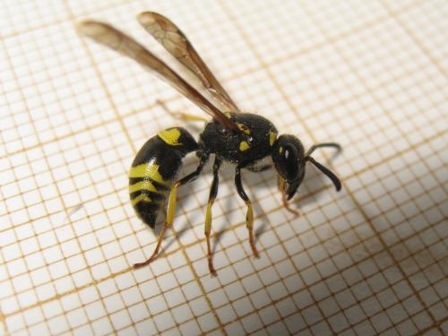 Ancistrocerus nigricornis