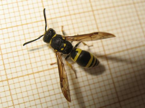 Ancistrocerus nigricornis