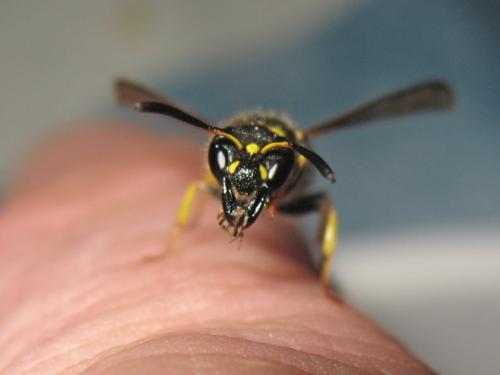 Ancistrocerus nigricornis