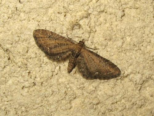 Réf. 181 468 : Eupithecia vulgata