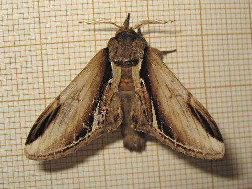 Pheosia gnoma