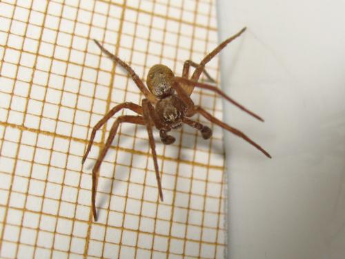 Philodromus sp.