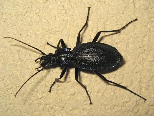 Réf. 181 819 : Carabus intricatus