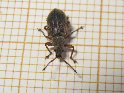 Phyllobius pyri