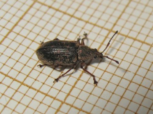 Phyllobius pyri