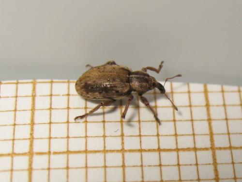 Réf. 181 897 : Hypera sp.