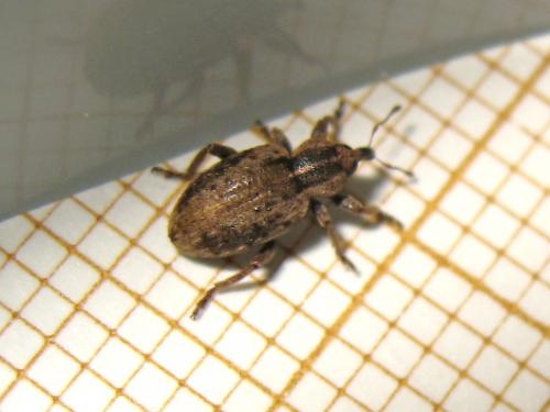 Réf. 181 896 : Hypera sp.