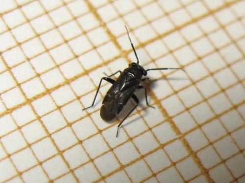 Pachytomella sp.