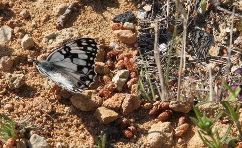 Melanargia occitanica