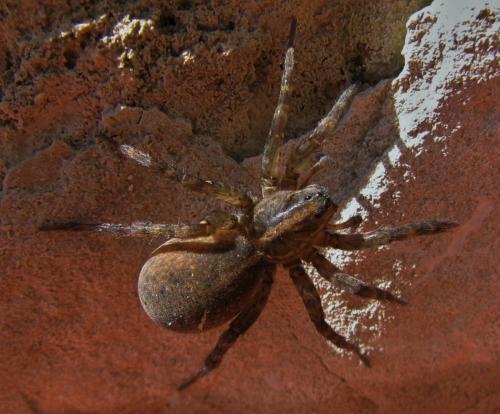 Réf. 181 343 : Trochosa hispanica