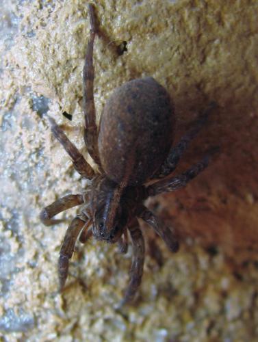 Trochosa hispanica