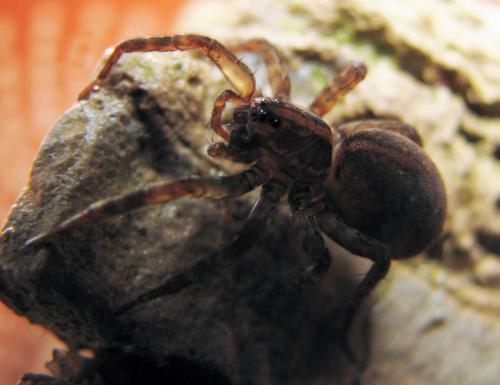 Trochosa hispanica