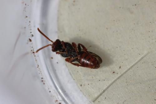 Nomada sp.