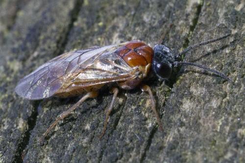 Réf. 181 043 : Periclista sp.