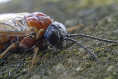 Réf. 181 044 : Periclista sp.