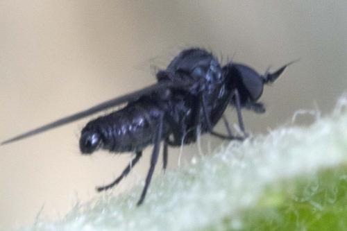 Réf. 181 045 : Microphor holosericeus